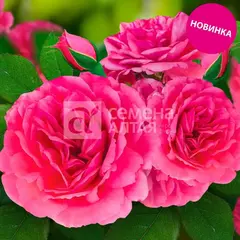 Роза плетистая Рапунцель