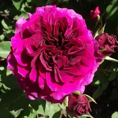 Роза флорибунда Терра Ностра