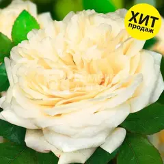 Роза шраб Шампань