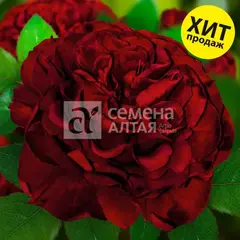 Роза чайно-гибридная Энкре Нуар