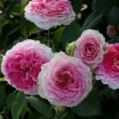 Роза плетистая Юлий Цезарь