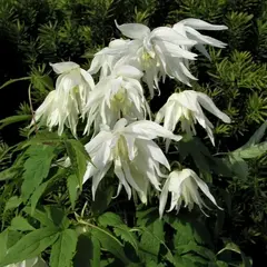 Клематис Альбина Плена (княжик)