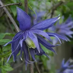 Клематис Лагуна (княжик)