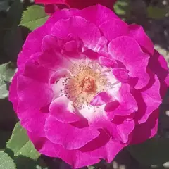 Роза флорибунда Торонто