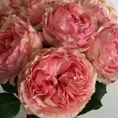 Роза чайно-гибридная Саламансар