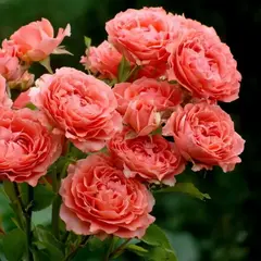 Роза шраб Коралл Желе