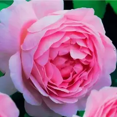 Роза центифольная (столепестковая) Паллада