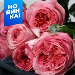 Роза чайно-гибридная Фуга