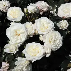 Роза флорибунда Алабастер