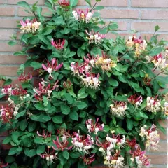 Жимолость вьющаяся Бельгика Селект