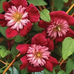 Клематис Авангард