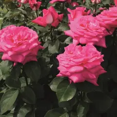 Роза чайно-гибридная Акапелла