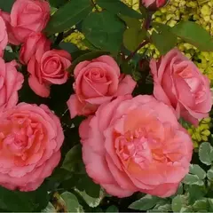 Роза чайно-гибридная Пантэр Роуз