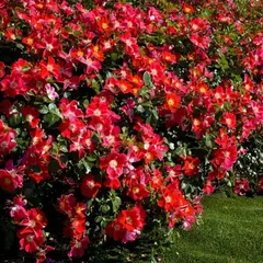 Роза почвопокровная Кандиа Мейдилэнд