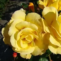 Роза флорибунда Артур Белл