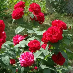 Роза флорибунда Фоерланд