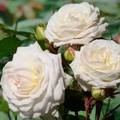 Роза флорибунда Ледреборг