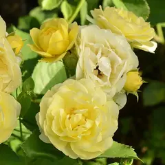 Роза флорибунда Комтэс Дю Бари