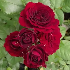 Роза флорибунда Ред Сенсейшн