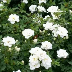 Роза почвопокровная Вайт Корвет