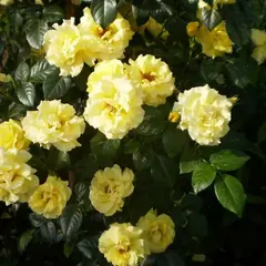 Роза плетистая Дин