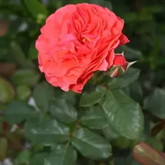 Роза почвопокровная Симонида