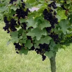 Смородина черная на штамбе Бинар