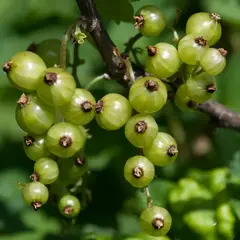 Смородина черная зеленоплодная Снежная Королева