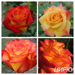 Роза чайно-гибридная Циркус