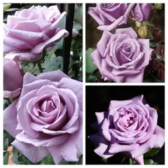 Роза чайно-гибридная Блю Мун (Голубая Луна)