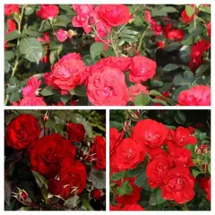 Роза флорибунда Торнадо