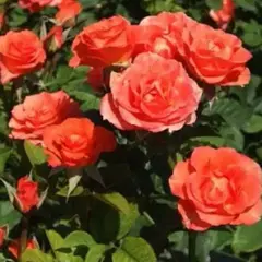 Роза спрей Алегрия