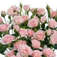 Роза спрей Классик Лидия