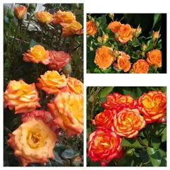 Роза спрей Мамбо