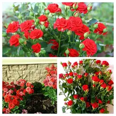 Роза спрей Мирабель