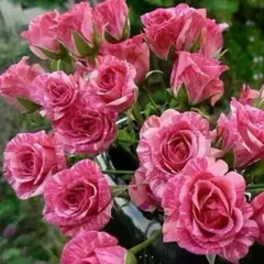 Роза спрей Пинк Флеш