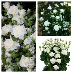 Роза спрей Сноу Денс