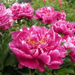 Пион молочноцветковый Карл Розенфилд