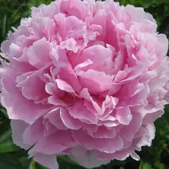 Пион молочноцветковый Сара Бернар