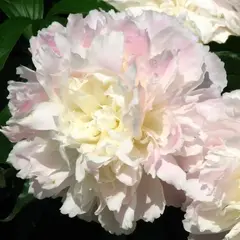 Пион молочноцветковый Ширли Темпл