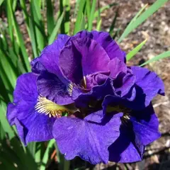 Ирис сибирский Конкорд Краш