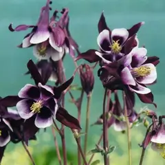 Аквилегия Вилльям Гиннес