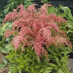 Астильба Страуссенфедер