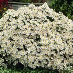 Астра Аполло