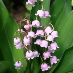 Ландыш майский Розеа