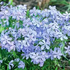 Флокс растопыренный Клаудз оф Парфюм