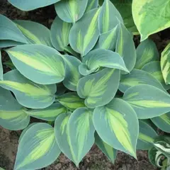 Хоста Катерина