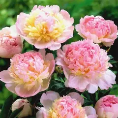 Пион молочноцветковый Расберри Сандей