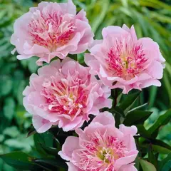 Пион молочноцветковый Ду Телл