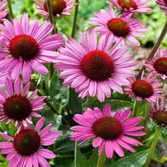 Эхинацея пурпурная Магнус